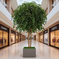 Mix Ficus Giant Tree 550cm