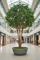 Mix Ficus Giant Tree 550cm