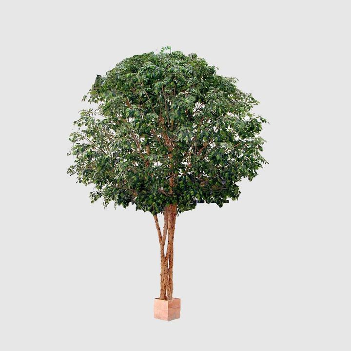 Mix Ficus Giant Tree 550cm