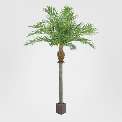 Majesty Palm With 960 Leaves  Green 240cm