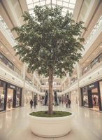 5.7m Giant Ficus Natasja 29070 Lvs