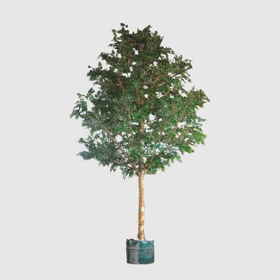 5.7m Giant Ficus Natasja 29070 Lvs