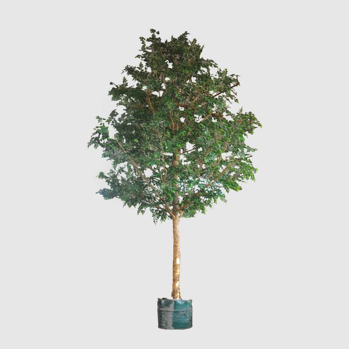 5.7m Giant Ficus Natasja 29070 Lvs