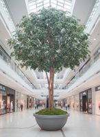 Mix Ficus Giant Tree 6.5M With 41480 Lvs