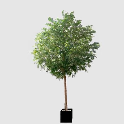 GIANT FICUS NATASJA 6.7M