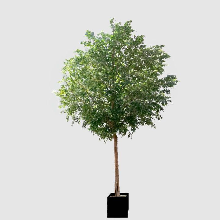 GIANT FICUS NATASJA 6.7M