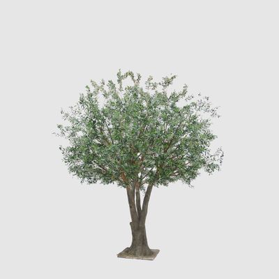 2.5m Giant Olive Tree w/13804 Lvs and 288 Fruits