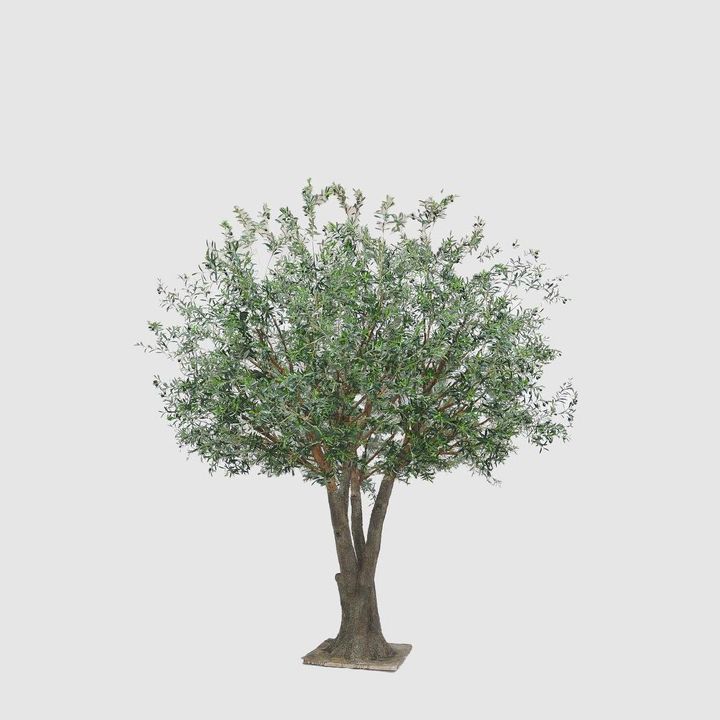 2.5m Giant Olive Tree w/13804 Lvs and 288 Fruits