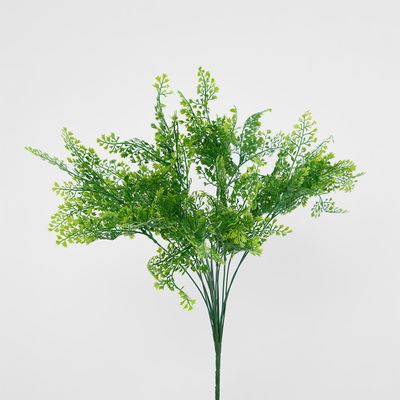 Maidenhair Fern Bush