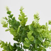 Flowering Eucalyptus Bush