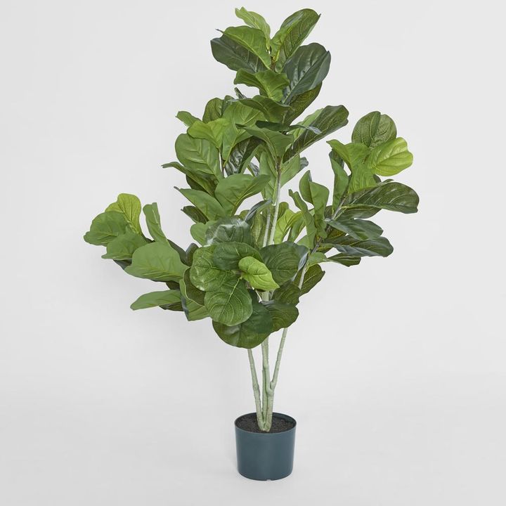 Potted Fiddle Leaf Plant 120cm