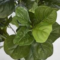 Potted Fiddle Leaf Plant 120cm