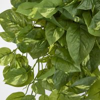 Hanging Green Pothos Bush x 10 232 Leaves