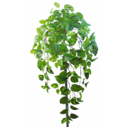 Hanging Green Pothos Bush x 10 232 Leaves