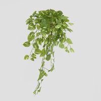 Hanging Green Pothos Bush x 10 232 Leaves