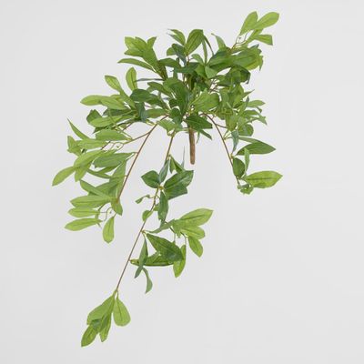 Bay Leaf Bush Hanging 198 leaves Green