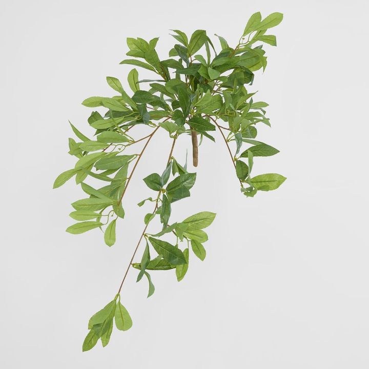 Bay Leaf Hanging Bush