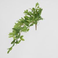 Bay Leaf Hanging Bush