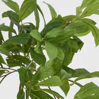 Bay Leaf Hanging Bush