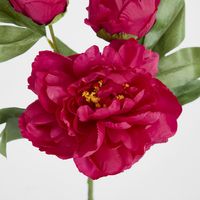 Peony With Two Buds Stem Fuchsia