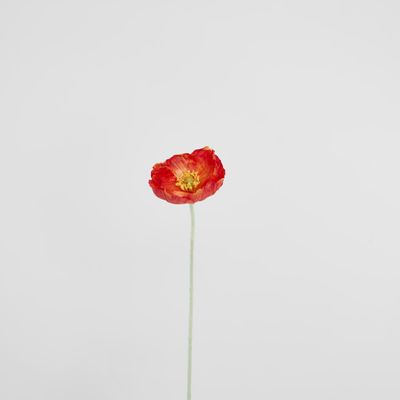 Poppy Stem Red