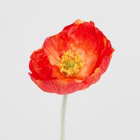 Poppy Stem Red