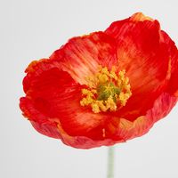 Poppy Stem Red
