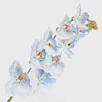 Ripple Phalaenopsis Stem Blue