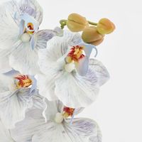 Ripple Phalaenopsis Stem Blue