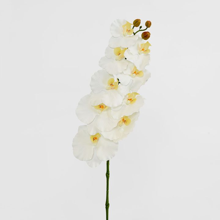 Ripple Phalaenopsis Stem White