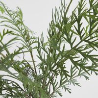 71cm Fern Spray