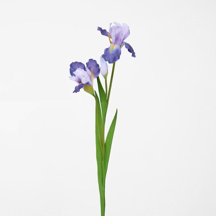 Iris Stem Purple