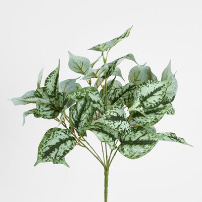Scindapsus Bush 42cm