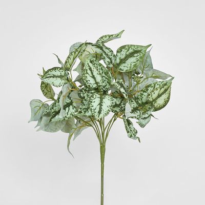 Scindapsus Bush 42cm