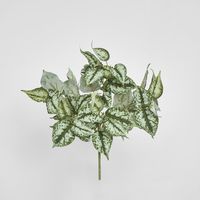 Scindapsus Bush 42cm