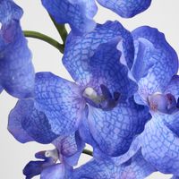 Real Touch Orchid 100cm Blue