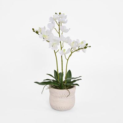 Potted Ascocenda Orchid