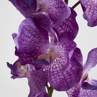 Real Touch Orchid 100cm Dark Purple