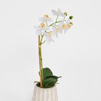 Ribbed Real Touch Potted Phalaenopsis Orchid SML