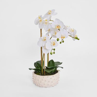 Spike Real Touch Potted Phalaenopsis Orchid LGE