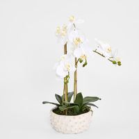Spike Real Touch Potted Phalaenopsis Orchid LGE