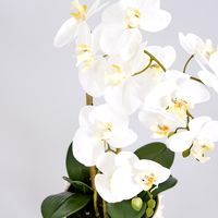 Spike Real Touch Potted Phalaenopsis Orchid LGE