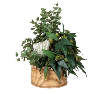 Eucalyptus Gumnut in Haiti Pot Small 75cm
