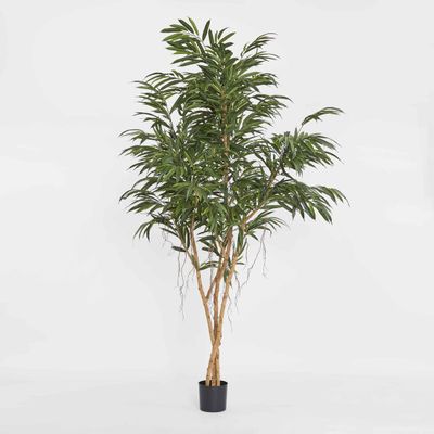 210cm Longifolia Tree