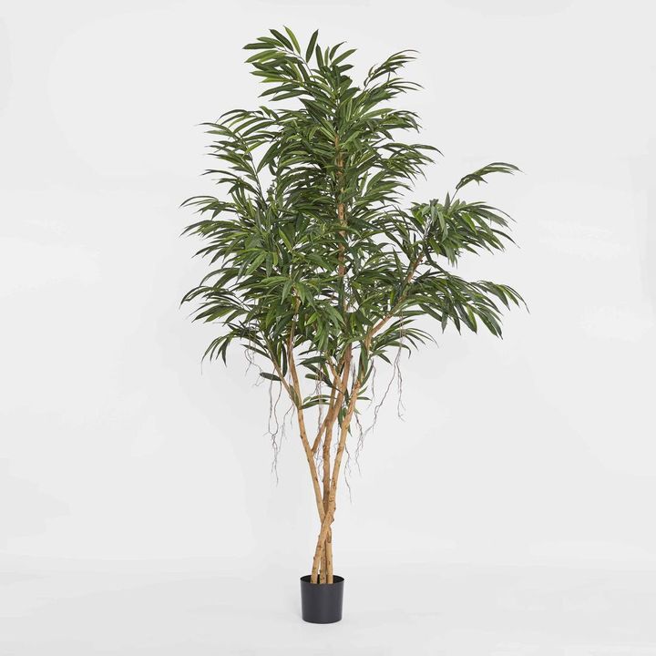 210cm Longifolia Tree