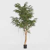 210cm Longifolia Tree