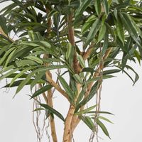 210cm Longifolia Tree