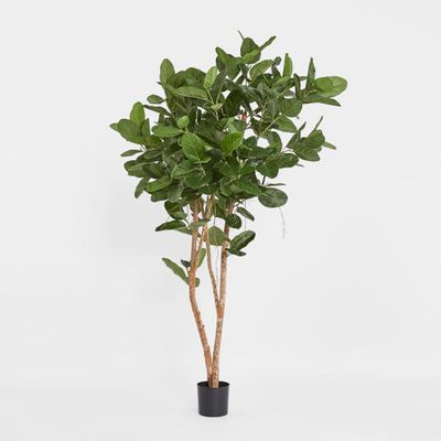 180cm Audrey Ficus Tree