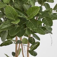 180cm Audrey Ficus Tree