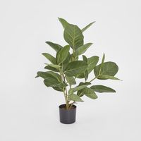 64cm Potted Audrey Ficus Tree